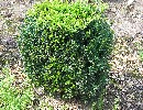 Buxus sempervirens arborescens